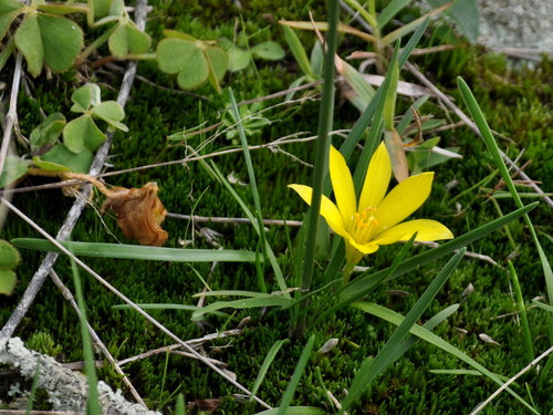 Nothoscordum dialystemon, photograph 3