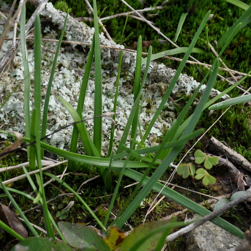 Nothoscordum dialystemon, photograph 5