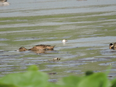 Heteronetta atricapilla