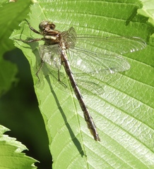 Phanogomphus exilis