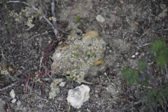 Tidestromia lanuginosa
