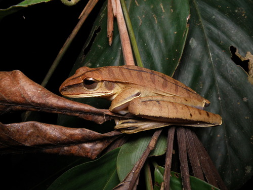 White-lipped Tree Frog, Boana leucocheila