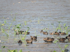 Heteronetta atricapilla