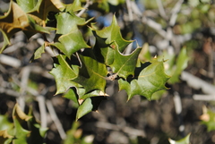 Quercus palmeri