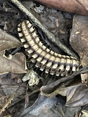 Nyssodesmus python
