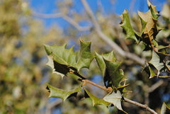 Quercus palmeri