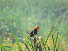 Amblyramphus holosericeus