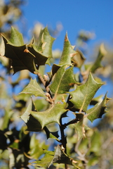 Quercus palmeri