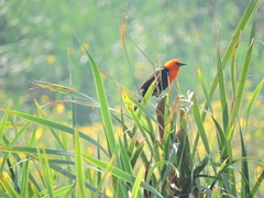 Amblyramphus holosericeus