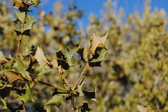 Quercus palmeri