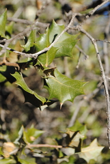 Quercus palmeri