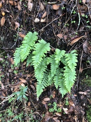 Polypodium calirhiza