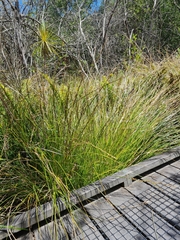 Carex virgata