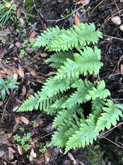 Polypodium calirhiza