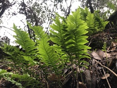Polypodium calirhiza