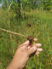 Scirpus atrovirens