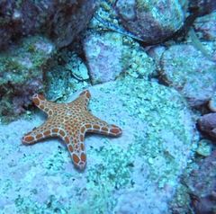 Pentagonaster duebeni