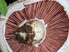 Agaricus bernardii