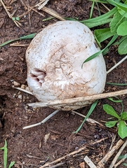 Agaricus bernardii