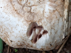 Agaricus bernardii