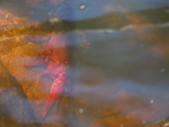 Euastacus australasiensis