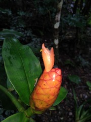 Costus scaber