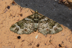 Chloroclystis sphragitis