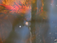 Euastacus australasiensis