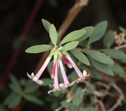 Symphoricarpos longiflorus A.Gray