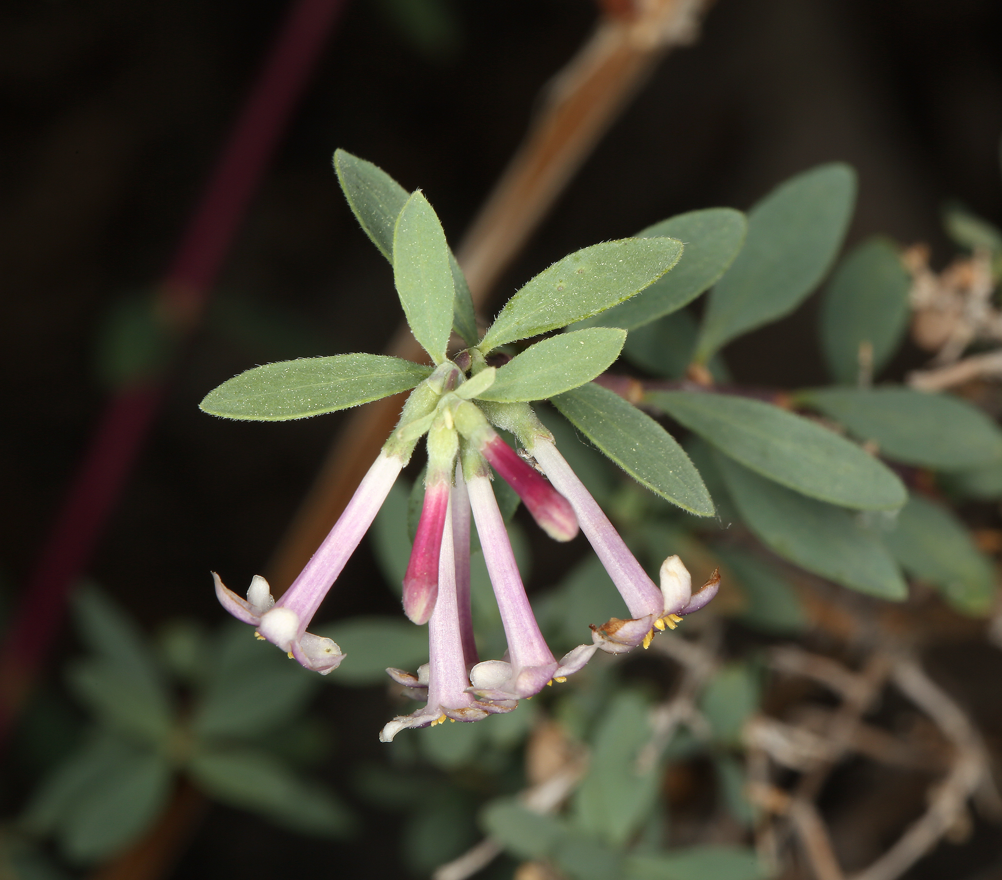 Symphoricarpos longiflorus