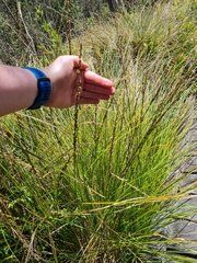 Carex virgata