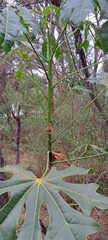 Brachychiton acerifolius