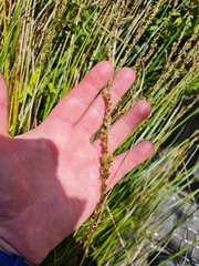 Carex virgata