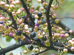 Memecylon umbellatum