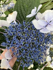Hydrangea