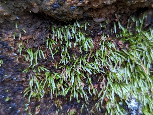 Image of Bryoxiphium norvegicum by (c) Elias, some rights reserved (CC BY)