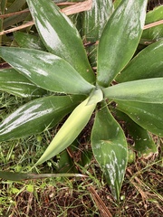 Agave