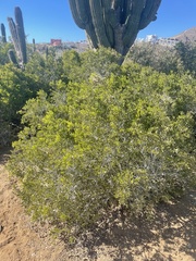 Maytenus phyllanthoides