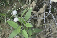 Florestina tripteris