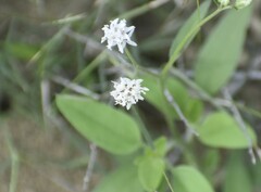 Florestina tripteris