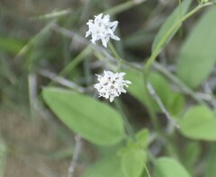 Florestina tripteris