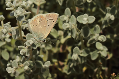 Polyommatus isauricus