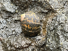 Nerita scabricosta