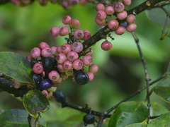 Memecylon umbellatum