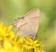 Electrostrymon guzanta