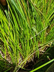 Carex virgata