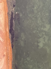 Sphoeroides testudineus