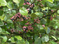 Memecylon umbellatum