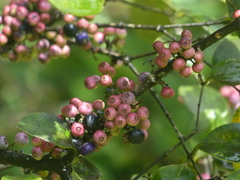 Memecylon umbellatum