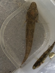 Mugilogobius